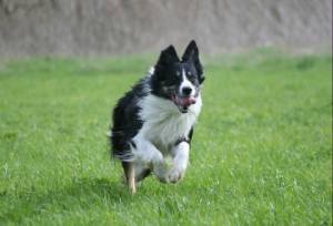 Merlin rennt Front.jpg